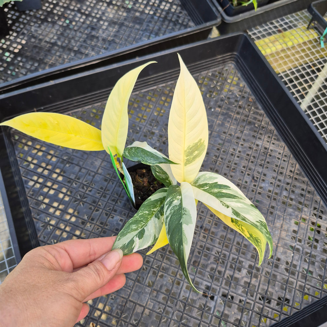 Rhaphidophora Lobbii, Exact Plant Variegated Ships Nationwide