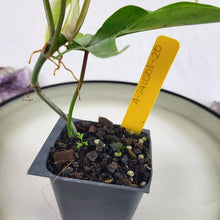 Load image into Gallery viewer, Philodendron Florida Ghost 2.5" pot, Fedex 2day*
