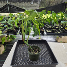 Load image into Gallery viewer, Monstera Burle Marx Flame exact plant, Fedex 2day
