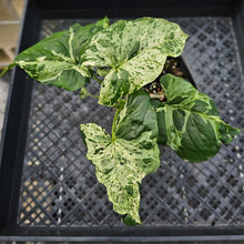 Load image into Gallery viewer, Syngonium Mojito, Exact Plant Variegated Ships Nationwide
