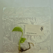 Load image into Gallery viewer, Monstera Lemon Lime (Full Cheese) tissue culture 2DayAir
