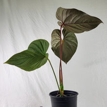 Load image into Gallery viewer, Anthurium Moodeanum, Exact Plant X-Large, sport-variegated
