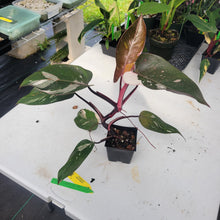Load image into Gallery viewer, Philodendron Red Anderson, Exact Plant Ships Nationwide
