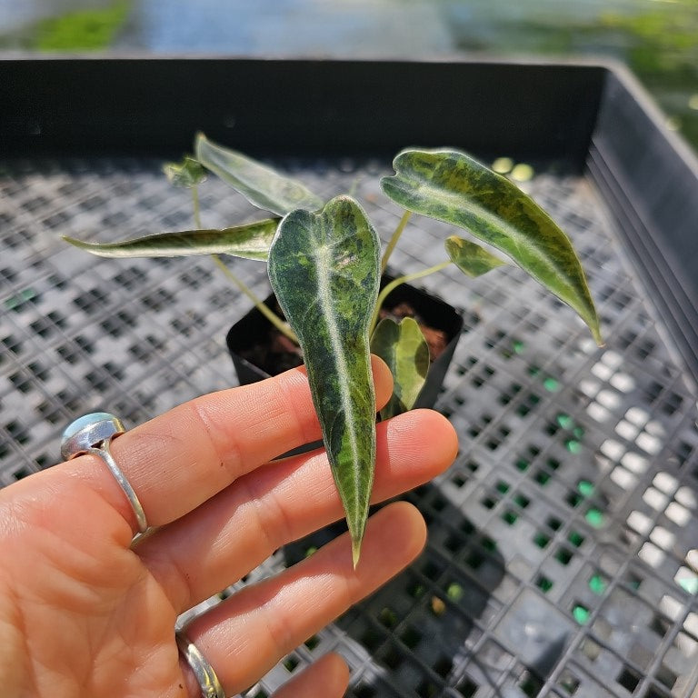 Alocasia Bambino Aurea, Exact Plant Variegated Ships Nationwide