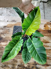 Load image into Gallery viewer, Philodendron Jungle Fever Mint, Exact Plant Variegated Ships Nationwide
