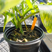 Load image into Gallery viewer, Monstera Borsigiana Aurea, Exact Plant Variegated double plant Ships Nationwide
