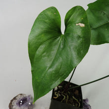 Load image into Gallery viewer, Anthurium Watermaliense 4&quot; pot, Fedex 2 day*
