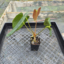 Load image into Gallery viewer, Anthurium Papillilaminum Fort Sherman X ( FS X Ralph Lynam) 8" pot, Fedex 2day
