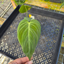 Load image into Gallery viewer, Philodendron Glorious, Exact Plant Ships Nationwide
