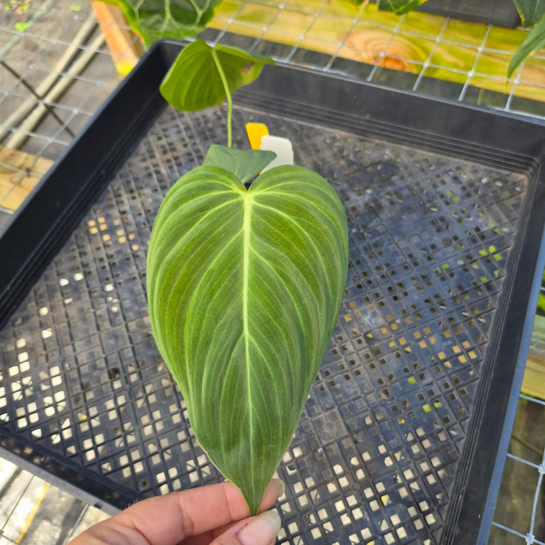 Philodendron Glorious, Exact Plant Ships Nationwide
