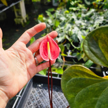 Load image into Gallery viewer, Anthurium Red Beauty, Exact Plant
