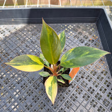 Load image into Gallery viewer, Philodendron Red Congo, Exact Plant Variegated Ships Nationwide
