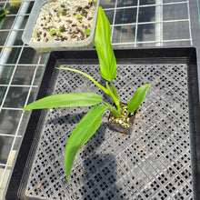 Load image into Gallery viewer, Philodendron Panduriforme 2.5" pot, Fedex 2day*
