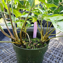 Load image into Gallery viewer, Syngonium Three Kings Magic Marble, Exact Plant Variegated Triple plant pot Ships Nationwide
