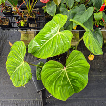 Load image into Gallery viewer, Philodendron Gloriosum, Pink Veined Back, Exact Plant Ships Nationwide
