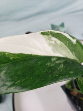Load image into Gallery viewer, Pinnatum Albo, exact plant, variegated Epipremnum, ships nationwide
