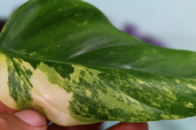 Load image into Gallery viewer, Variegated Philodendron Domesticum Exact Plant Ships nationwide
