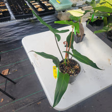 Load image into Gallery viewer, Philodendron Mexicanum, Exact Plant Ships Nationwide
