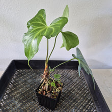 Load image into Gallery viewer, Anthurium Macrolobium exact plant, Fedex 2day*
