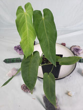 Load image into Gallery viewer, Anthurium Angamarcanum 4&quot; pot, Fedex 2 day*
