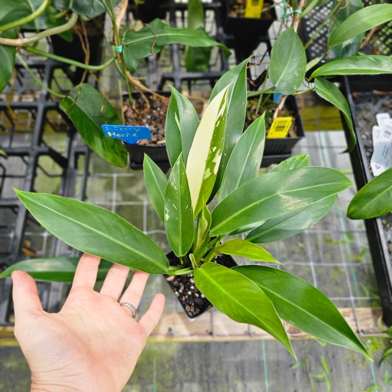Philodendron Wend Imbe, Exact Plant Variegated Ships Nationwide