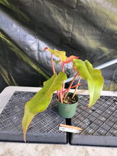 Load image into Gallery viewer, Philodendron Orange Marmalade, Exact Plant Ships Nationwide
