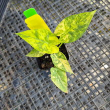 Load image into Gallery viewer, Alocasia Gageana Aurea, Exact Plant Variegated Ships Nationwide
