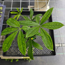 Load image into Gallery viewer, Anthurium Pentaphyllum, Exact Plant Ships Nationwide
