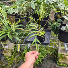 Load image into Gallery viewer, Philodendron Polypodioides, Exact Plant
