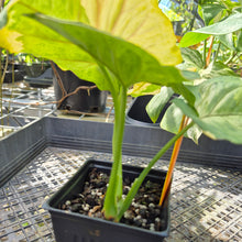 Load image into Gallery viewer, Syngonium Mango Allusion, Orm Thong, Exact Plant Variegated Ships Nationwide
