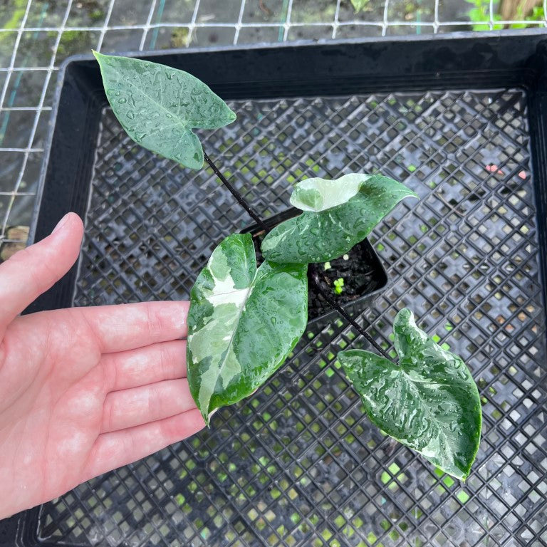 Alocasia Macrorhizza Black Stem, Exact Plant Variegated