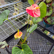 Load image into Gallery viewer, Anthurium Shibori, Exact Plant Variegated
