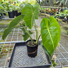 Load image into Gallery viewer, Philodendron Cordatum Kunth, Exact Plant
