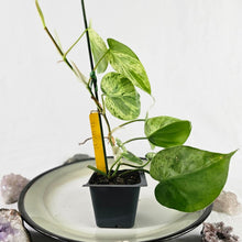 Load image into Gallery viewer, Philodendron Hederaceum, Heart Leaf, Exact Plant Variegated
