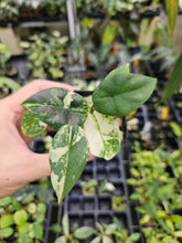 Load image into Gallery viewer, Alocasia Sinuata Albo Variegated 2.5" pot, Fedex 2day*
