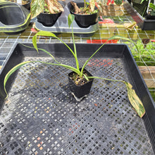 Load image into Gallery viewer, Philodendron Holtonianum Variegated, Exact Plant Ships Nationwide
