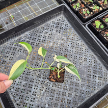 Load image into Gallery viewer, Scindapsus Blue Albo, Exact Plant Variegated Ships Nationwide
