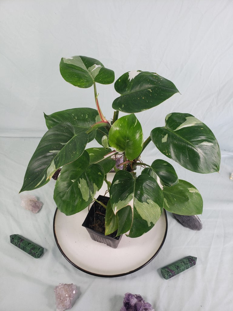 White Princess, Exact Plant, variegated Philodendron