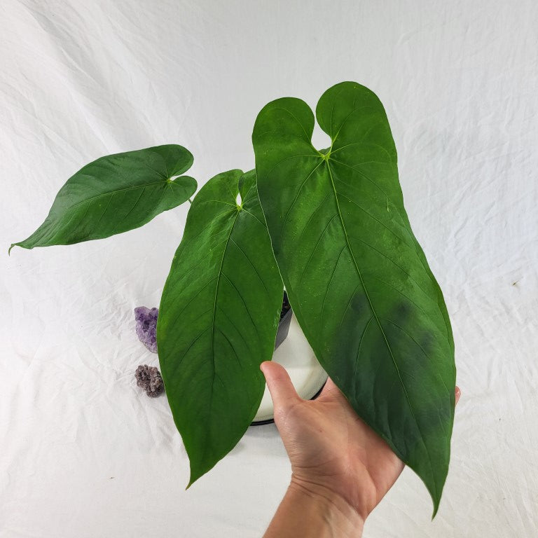 Anthurium Dolichostachyum , Exact Plant Ships Nationwide