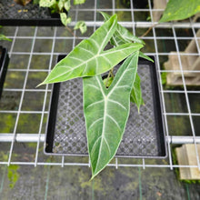 Load image into Gallery viewer, Alocasia Longiloba, Lowii, Argyreia, Exact Plant
