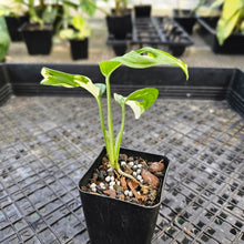 Load image into Gallery viewer, Monstera Adansonii Albo Tricolor, Exact Plant Variegated Ships Nationwide
