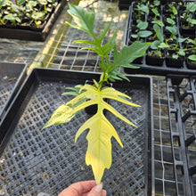 Load image into Gallery viewer, Philodendron Florida Beauty X Tortum, Exact Plant Variegated
