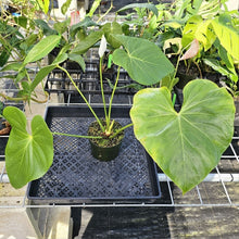 Load image into Gallery viewer, Anthurium Faustomirandae, Faustino&#39;S Giant, Exact Plant Ships Nationwide

