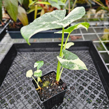 Load image into Gallery viewer, Alocasia Macrorhizza, Exact Plant Variegated
