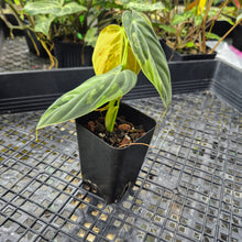 Load image into Gallery viewer, Philodendron Melanochrysum, Exact Plant Variegated Ships Nationwide
