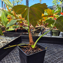 Load image into Gallery viewer, Philodendron Corsinianum, Exact Plant Ships Nationwide
