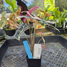 Load image into Gallery viewer, Alocasia nobilis pink Variegated Ships Nationwide
