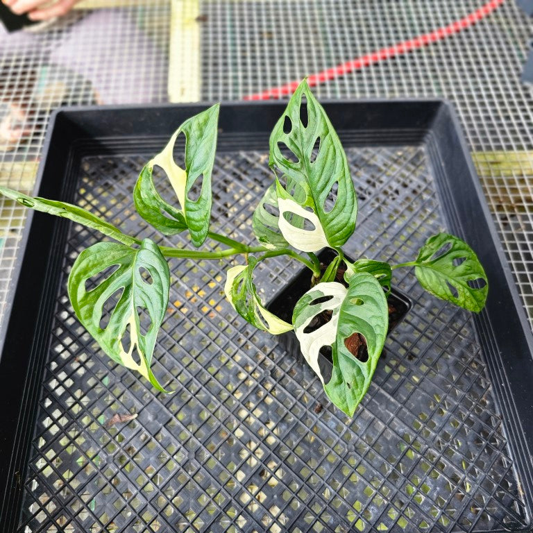 Monstera Adansonii Albo Tricolor, Exact Plant Variegated Ships Nationwide