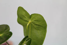 Load image into Gallery viewer, Anthurium Angamarcanum Exact Plant
