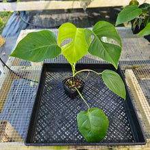 Load image into Gallery viewer, Monstera Sierrana Hawaii Clone, Exact Plant Ships Nationwide
